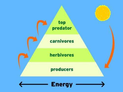 An energy pyramid is shown below. Which portion of the diagram represents the level with the least