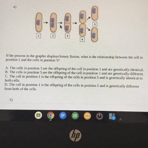 if the process in the graphic displays binary fission, what is the relationship between the cell in
