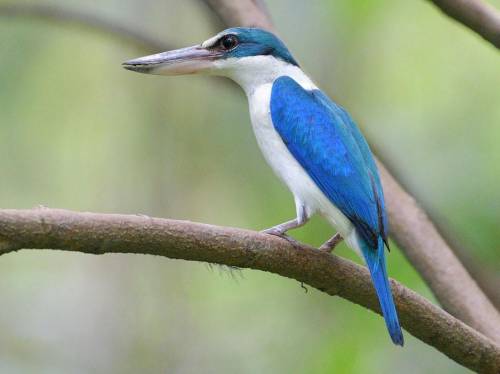 Do YOU like Kingfishers? they are small colorful bird..WITH BIG BEAKS.

HERE'S MY FAV
The COLLARD
