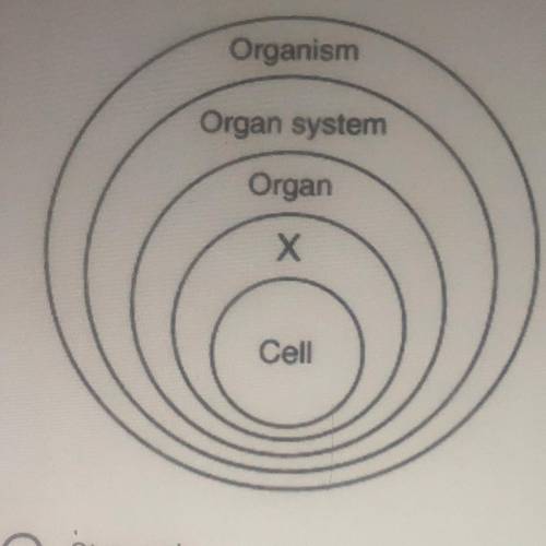 The diagram below represents levels of organization in living things. Which term would best represe
