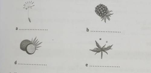 2 Label each of the diagrams below to show whether the seeds are spread by exploding pods, wind,