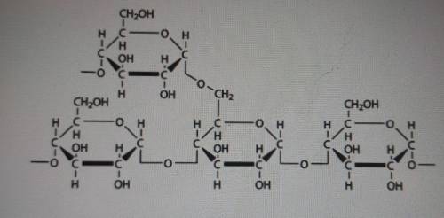 Which term best describes the macromolecule shown below? А monosaccharide В polysaccharide С amino