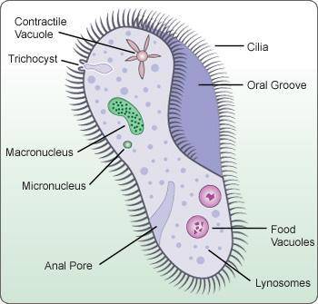 Which image is a correctly labeled prokaryotic cell Science not biology