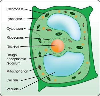 Which image is a correctly labeled prokaryotic cell Science not biology