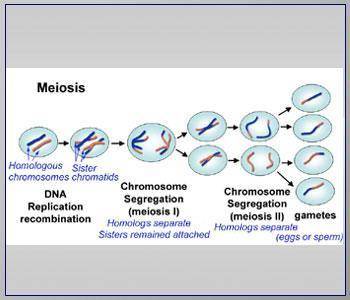 Give an overview of Meiosis and the end outcome and explain each step.