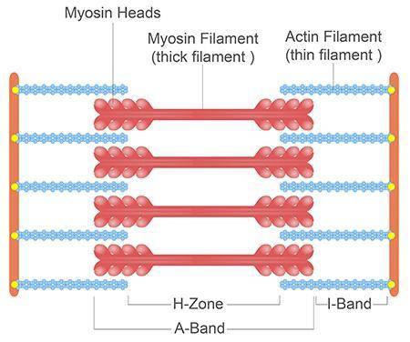 This diagram shows a sarcomere in the relaxed state. There are four, thick myosin filaments at the