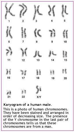 Chromosome 11 is made of over __ million base pairs.