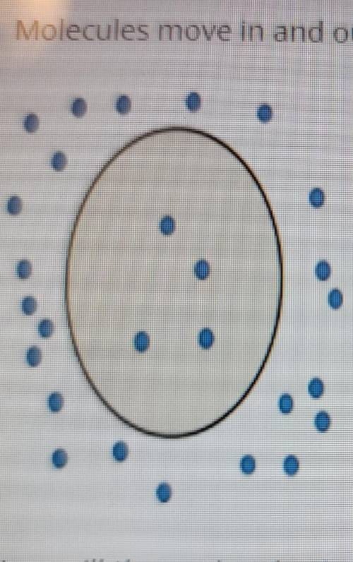 Molecules move in and out of a cell by diffusion. the picture shows a cell molecules both inside an