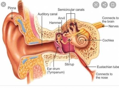 Find a picture or diagram of the human ear, with labels of its main parts. Write a 150-word report o