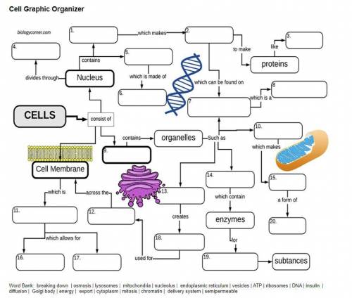 What are the answers to this Cell Concept Map?