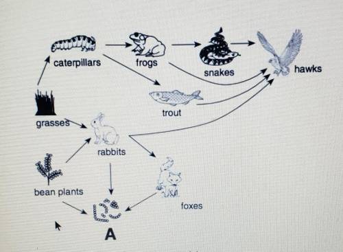 Which organism correctly completes the food web at A?

1)horses2)mice3)bacteria4)trees