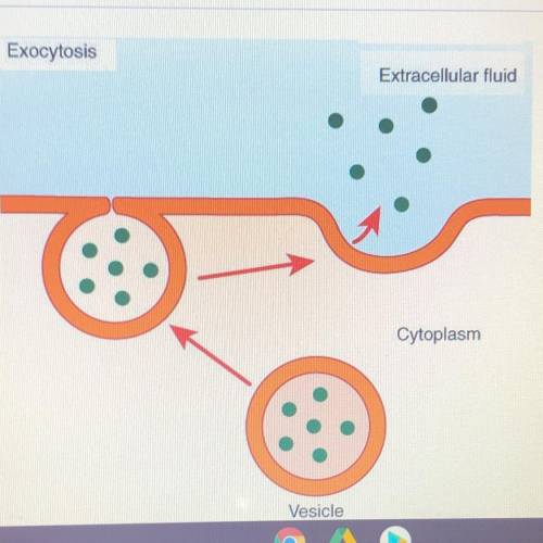 ⚠️⚠️which of the following statements is true for exocytosis⚠️⚠️

A) it does not require energy 
B