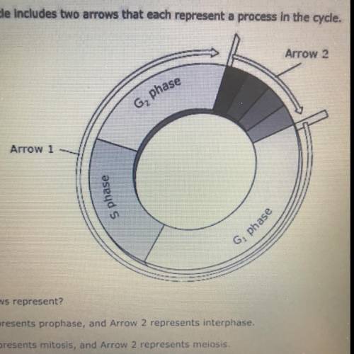 10

This model of the cell cycle includes two arrows that each represent a process in the cycle.
A