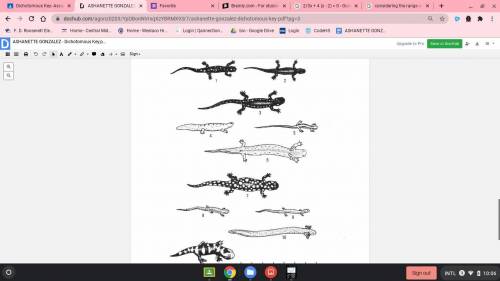 Guys i need help putting scientific names for each of the salamanders.