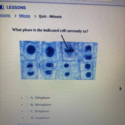 What phase is the indicated cell currently in?

A) Telophase
B) Metaphase
C) Prophase
D) Anaphase