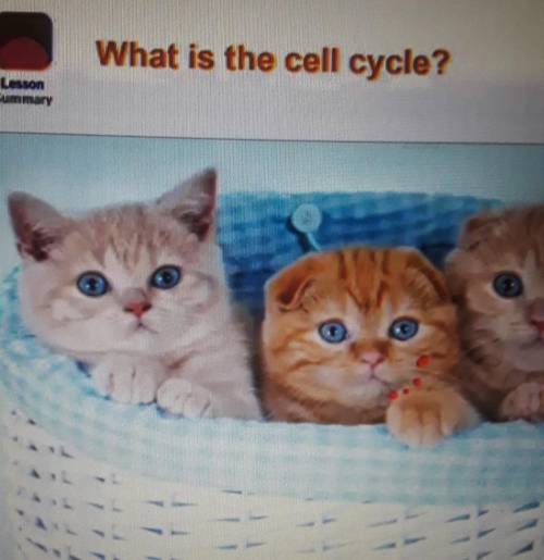 What is the cell cycle? plz help, ASAP