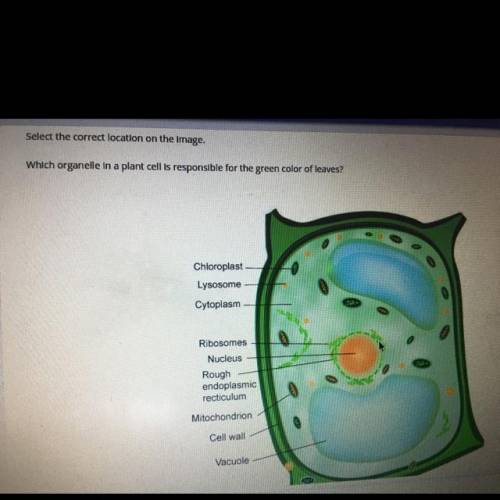Select the correct location on the image.

Which organelle in a plant cell is responsible for the