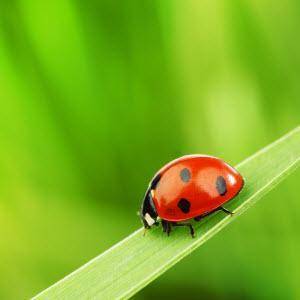 This picture shows a bright ladybug on a leaf

The artist uses complementary colors in this image.