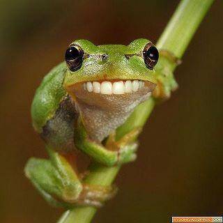 smiling frog smiling frog smiling frog smiling frog smiling frog smiling frog smiling frog smiling