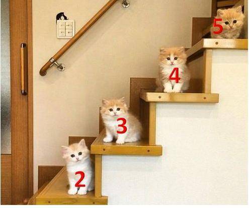 HURRY 50 POINTS

Assuming the kittens on the stairs all have the same mass, which kitten has the m