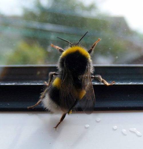 I can't believe i got a warning for posting some cute and fuzzy bumblebees.

i swear hates