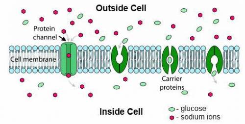The following diagram is a model of the cell membrane. Though small, nonpolar molecules are usually