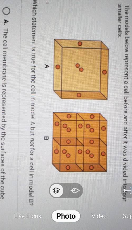 Which statement is true for the cell in model A but not for a cell in model B?

O A. The cell memb