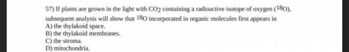 If plants are grown in the light with CO 2 containing a radioactive isotope of oxygen (180) subsequ