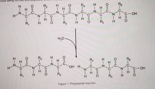 Which statement is the most accurate description of the reaction shown in Figure 1?

A. It represe
