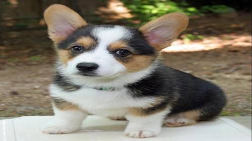What is y'all favorite dog Imma have to say mine is a Pembroke Welsh Corgi