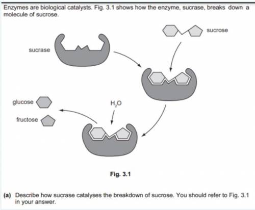 Describe how sucrase catalyses the breakdown of sucrose. You should refer to Fig. 3.1. In your answ