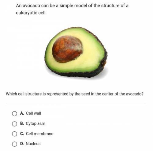 An avocado can be a simple model of the structure of a eukaryotic cell what cell structure is repre