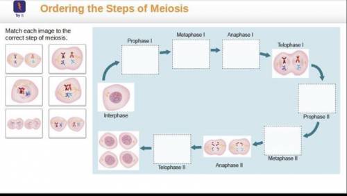 PLSSS HELP Match each image to the
correct step of meiosis. PLS HELP