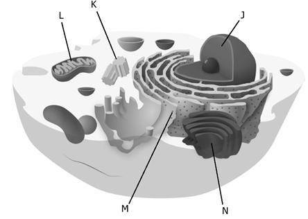 Organelles often work together to carry out the functions of the cell. Use the diagram of the cell