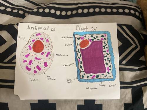 Is this correct? I have to make a drawing of the main parts of a plant cell and the main parts of a