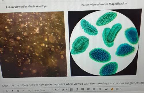 Describe the differences in how pollen appears when view with the naked eye and under magnification