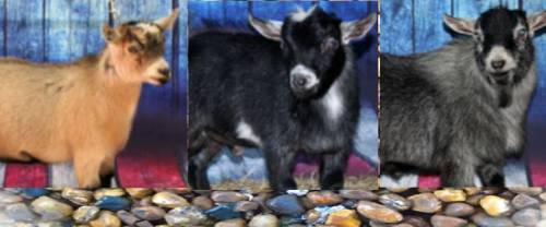 I WILL MARK YOU BRAINLIEST IF YOU GET IT CORRECT

Guess what goat is my favorite.Try to guess witc