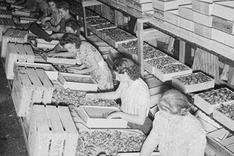 The photo shows workers packing fruit in Yakima.

Who were most likely to be packing fruit in Yaki