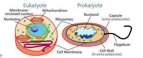 Which best describes a cell process common to both prokaryotic and eukaryotic cells?

Both cell ty