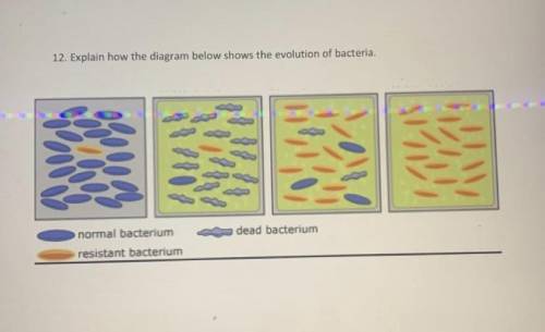 Explain how the diagram below shows the evolution of bacteria? (60 POINTS)
