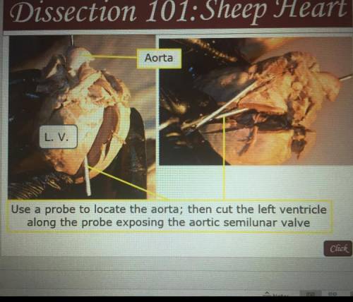 List one thing you notice from this sheep’s heart 
Brainliesting the best