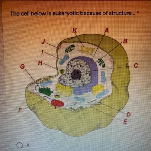 The cell below is eukaryotic because of structure....