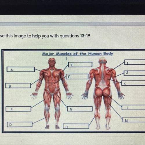 What muscle is G?
(Look at picture)