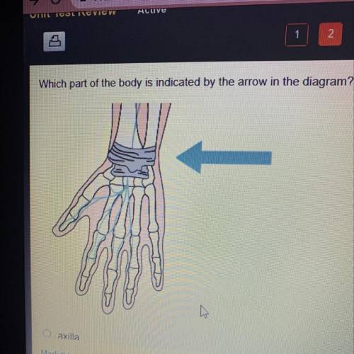 Which part of the body is indicated by the arrow in the diagram?