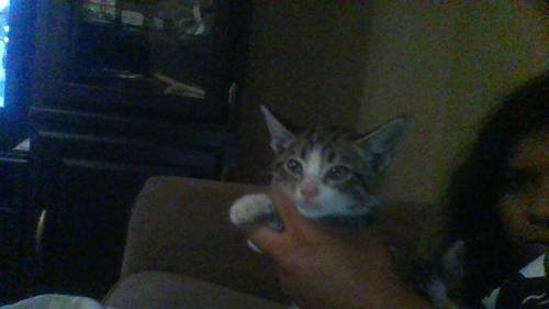 Who want a baby kitten lol