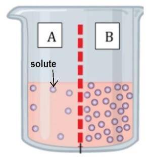 1. How do molecules naturally move when a concentration gradient is present?

a. From an area of h