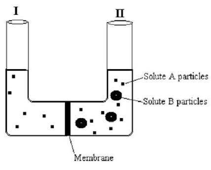 1. How do molecules naturally move when a concentration gradient is present?

a. From an area of h