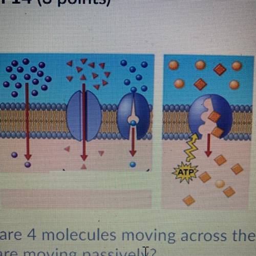 There are 4 molecules moving across the membrane in this diagram. How many of

them are moving pas