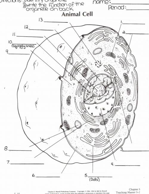 Please Help Me To Find All Organelles Names On This Image Of An Animal Cells