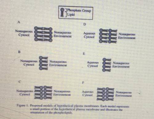 A student proposes six models of a hypothetical plasma membrane (figure 1). Identify the model that